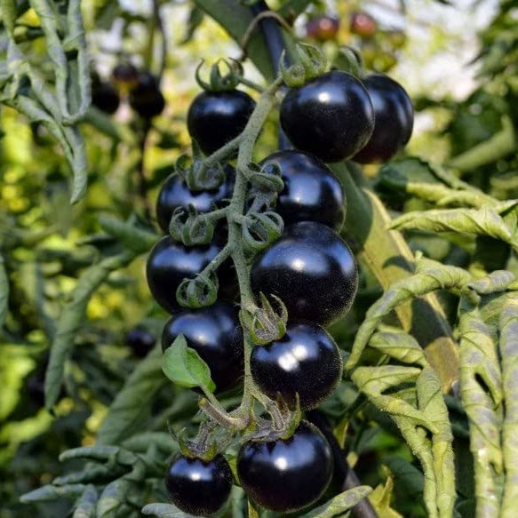 Tomato (Tamatar) Cherry - Purple - Seeds