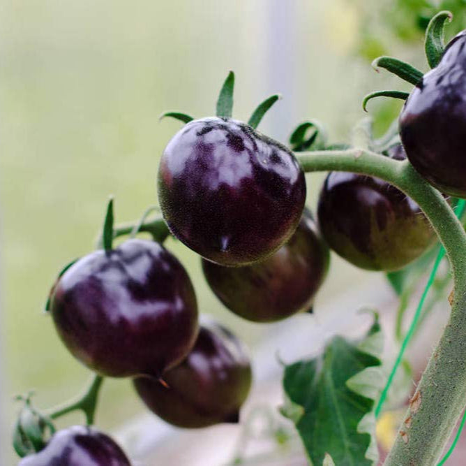 Tomato (Tamatar) Cherry - Purple - Seeds