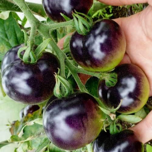 Tomato (Tamatar) Cherry - Purple - Seeds