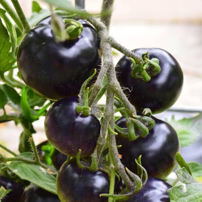 Tomato (Tamatar) Cherry - Purple - Seeds