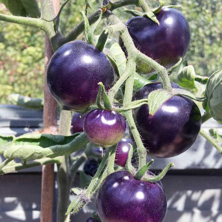 Tomato (Tamatar) Cherry - Purple - Seeds