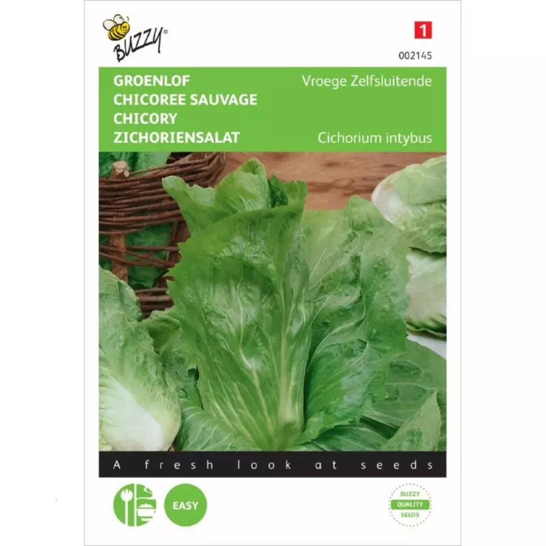 Sugarloaf Chicory – Buzzy Seeds (Imported - Limited Stock)