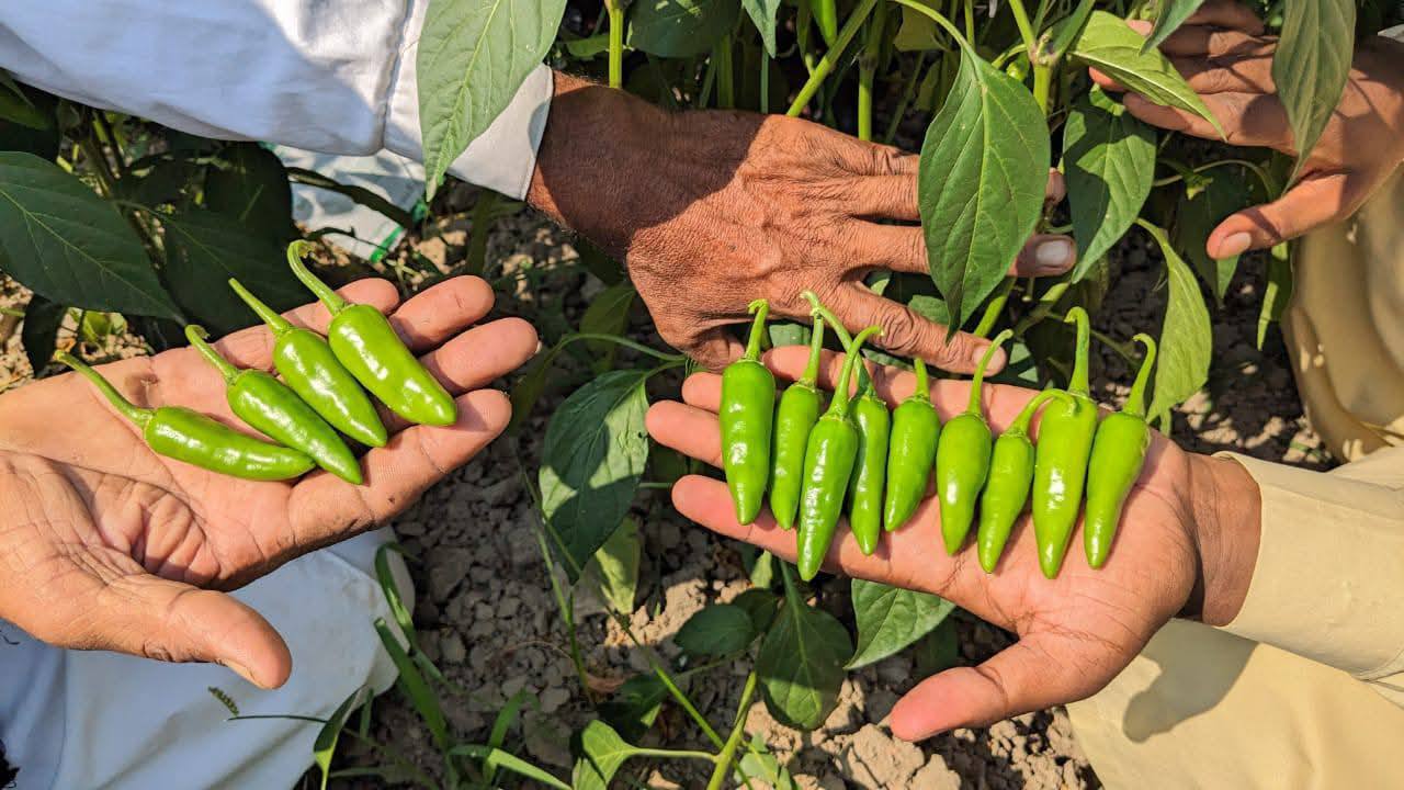 Chili Bullet – 50+ Seeds