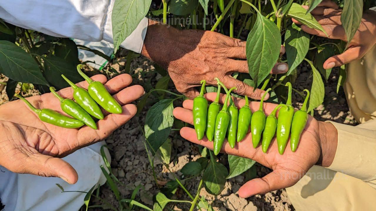 Chili Bullet – F1 Hybrid 20+ Seeds-Moji Mall