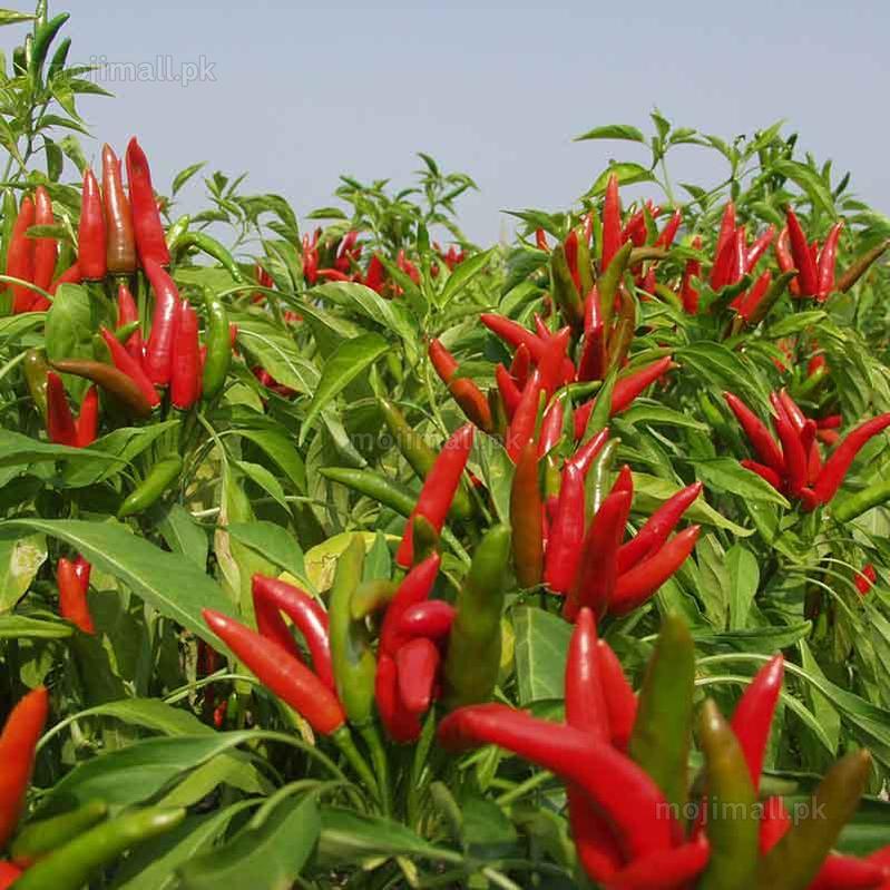 Chilli Red – F1 Hybrid 20+ Seeds-Moji Mall Pakistan