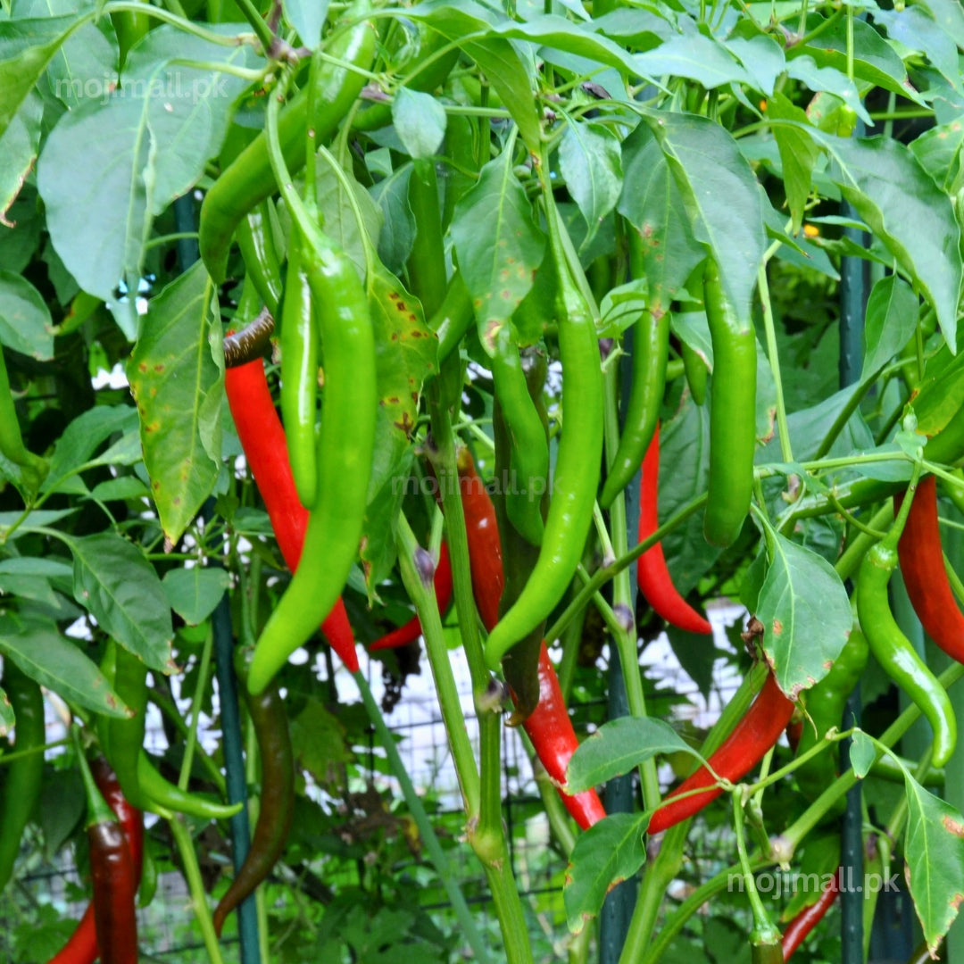 Chili Long (لمبی مرچ) – F1 Hybrid 20+ Seeds