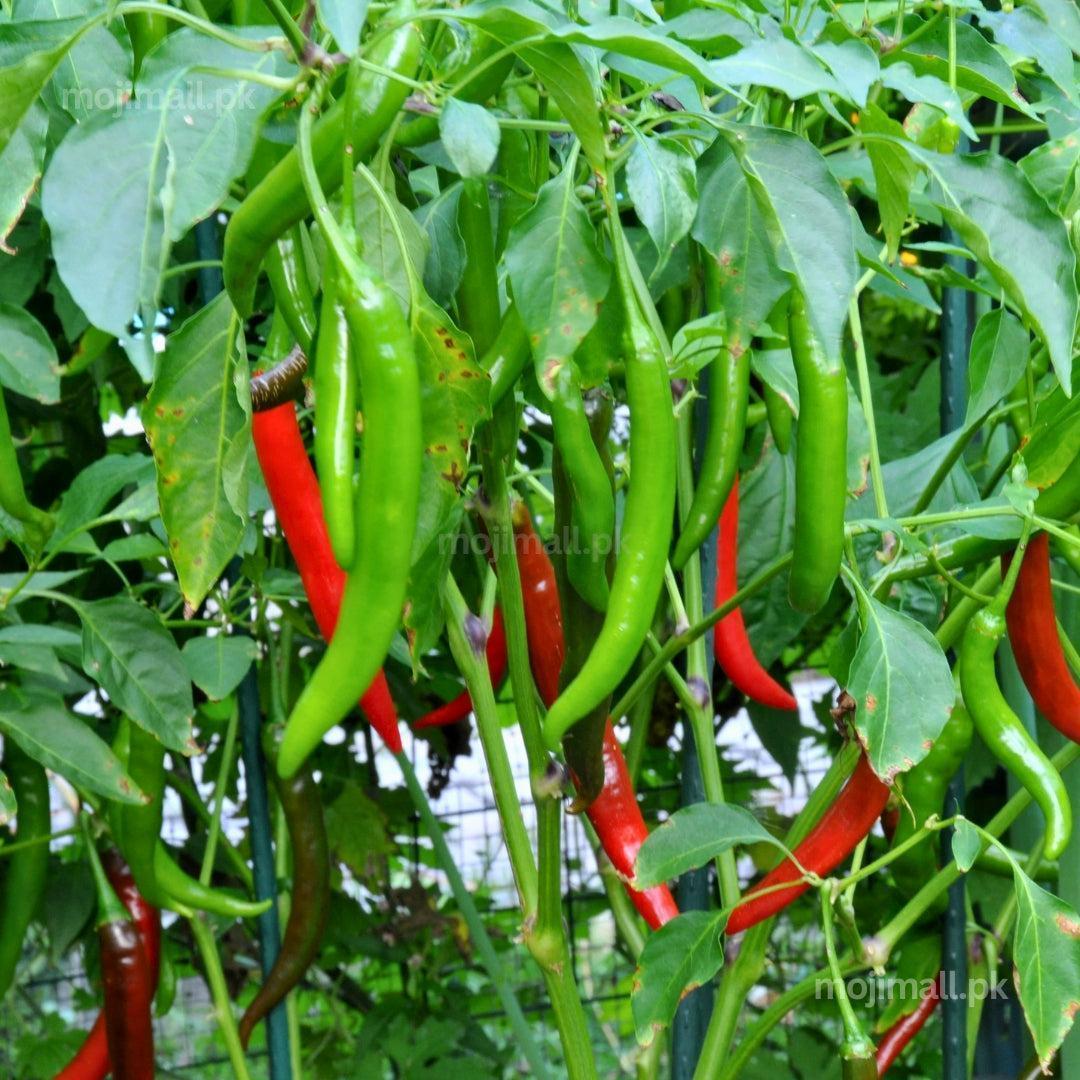 Chili Long (لمبی مرچ) – F1 Hybrid 20+ Seeds-Moji Mall Pakistan