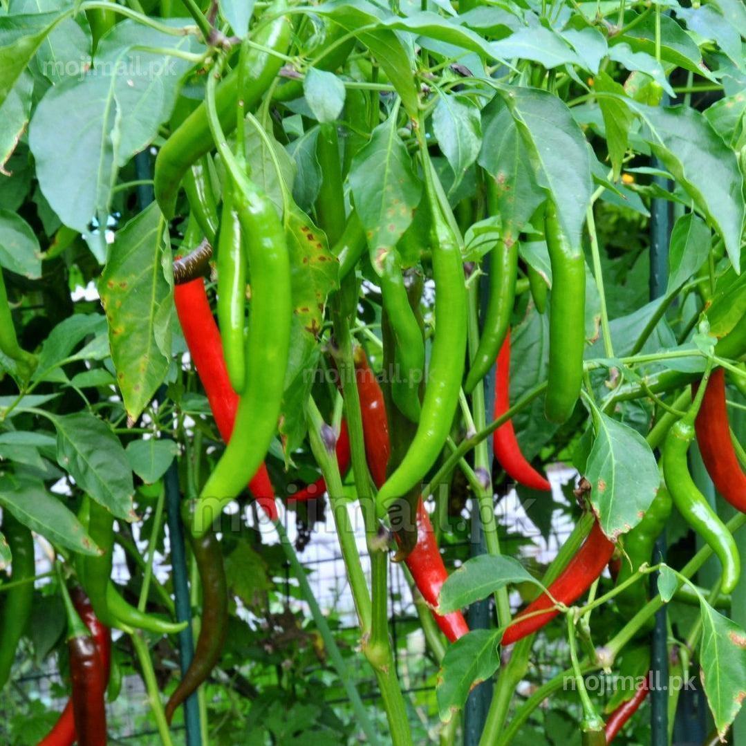Long green and red chillies among leaves illustrate Moji Mall’s Long Chili F1 hybrid seeds in Pakistan