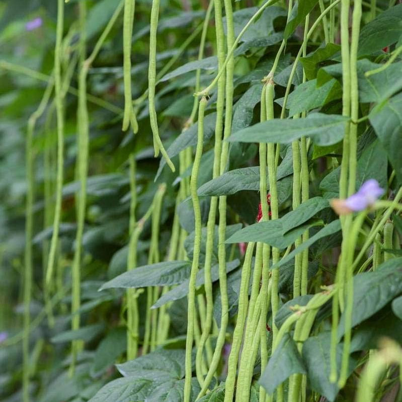 Chinese Noodle (Long Beans) – F1 Hybrid 20+ Seeds