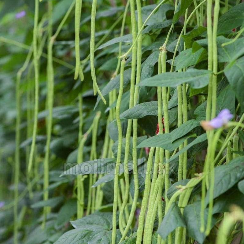 Chinese Noodle (Long Beans) – F1 Hybrid 20+ Seeds-Moji Mall