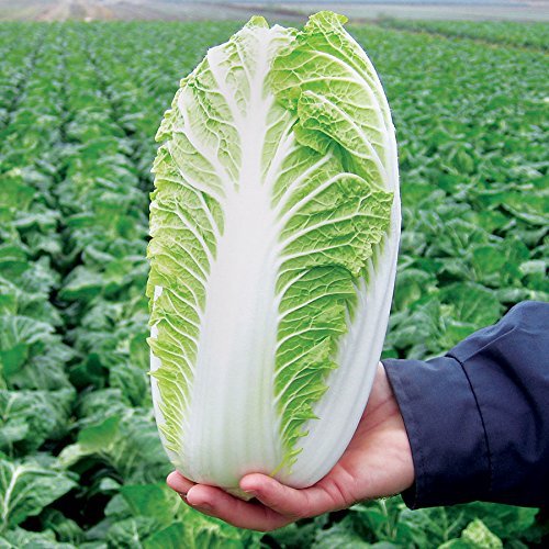 Chinese cabbage - 30+ Seeds