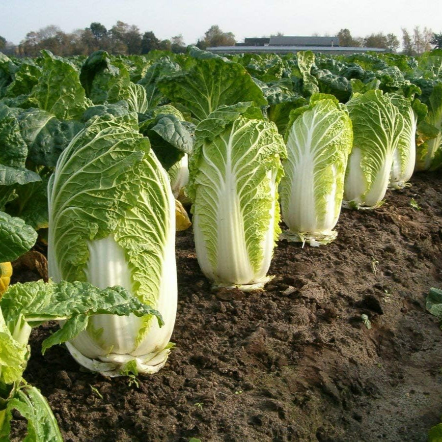Chinese cabbage – 30+ Seeds