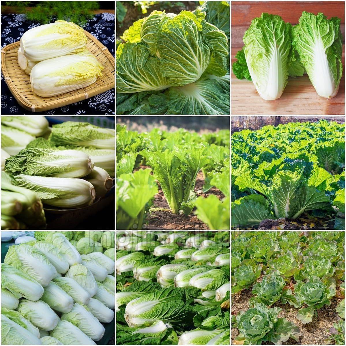 Chinese cabbage – 30+ Seeds-Moji Mall