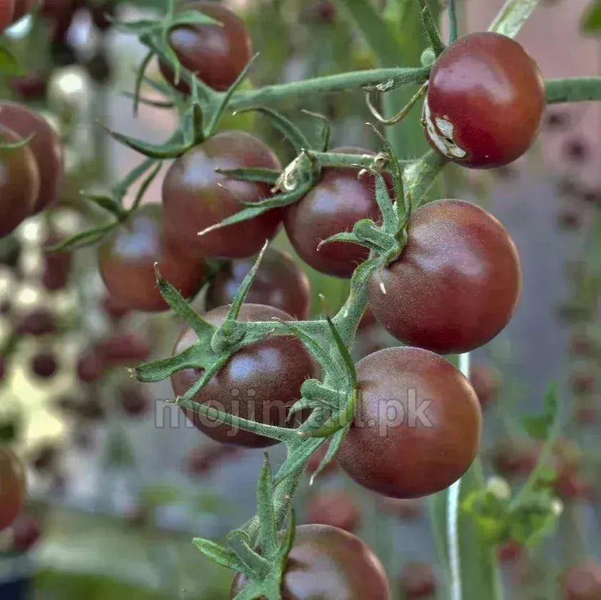 Tomato Cherry (Chocolate) – 20+ Seeds-Moji Mall Pakistan