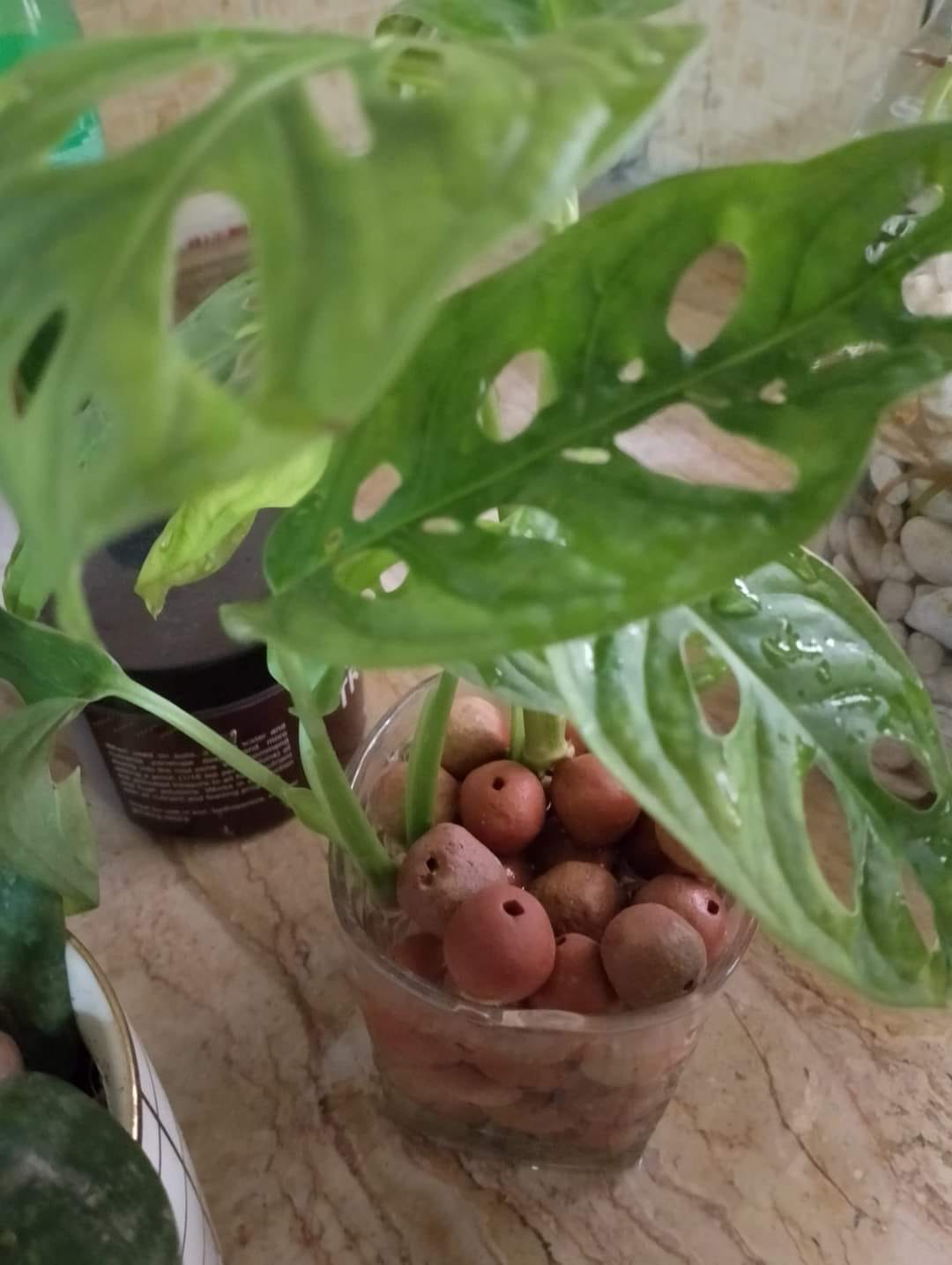 Potted plant with perforated leaves on a wooden surface