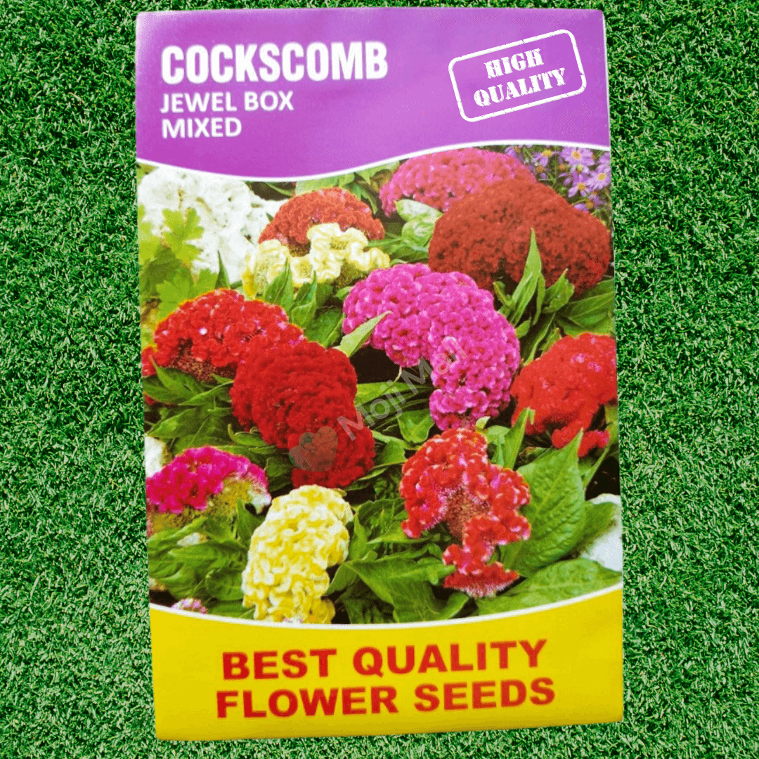 Cockscomb Mix – 70+ Seeds (SUMMER)
