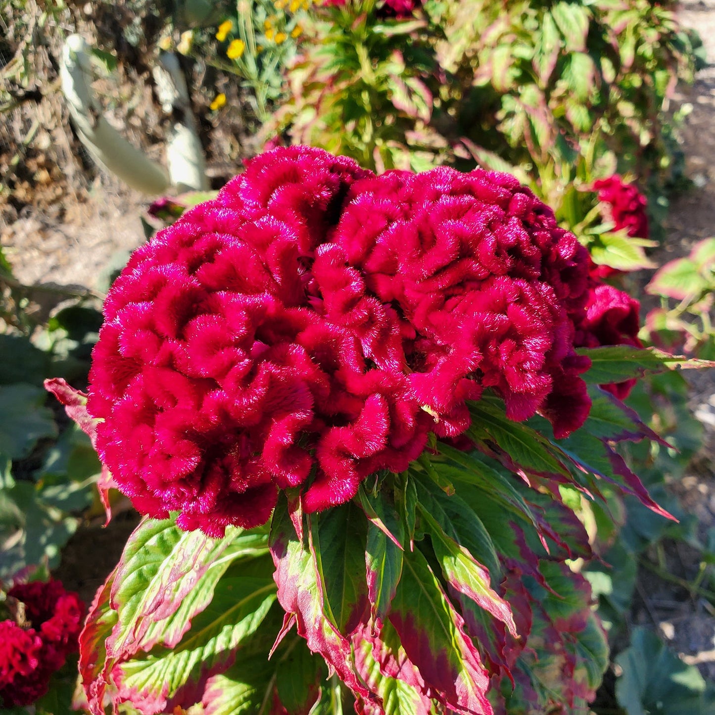 Cockscomb (گل کلغہ) - Jewel Mixed - 70+ Seeds