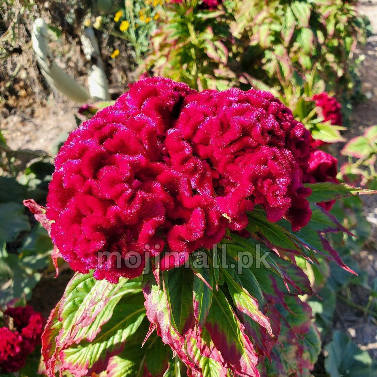 A magenta cockscomb crest above green leaves, shown on Moji Mall’s Cockscomb Mix seeds listing in Pakistan