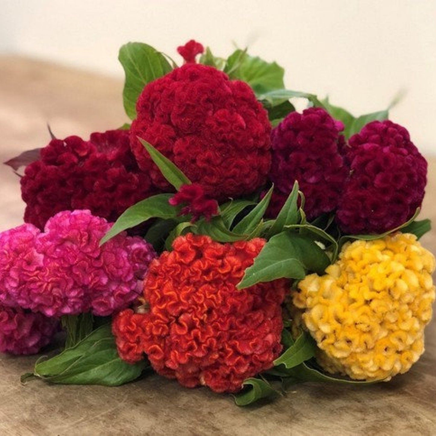 Cockscomb (گل کلغہ) - Jewel Mixed - 70+ Seeds