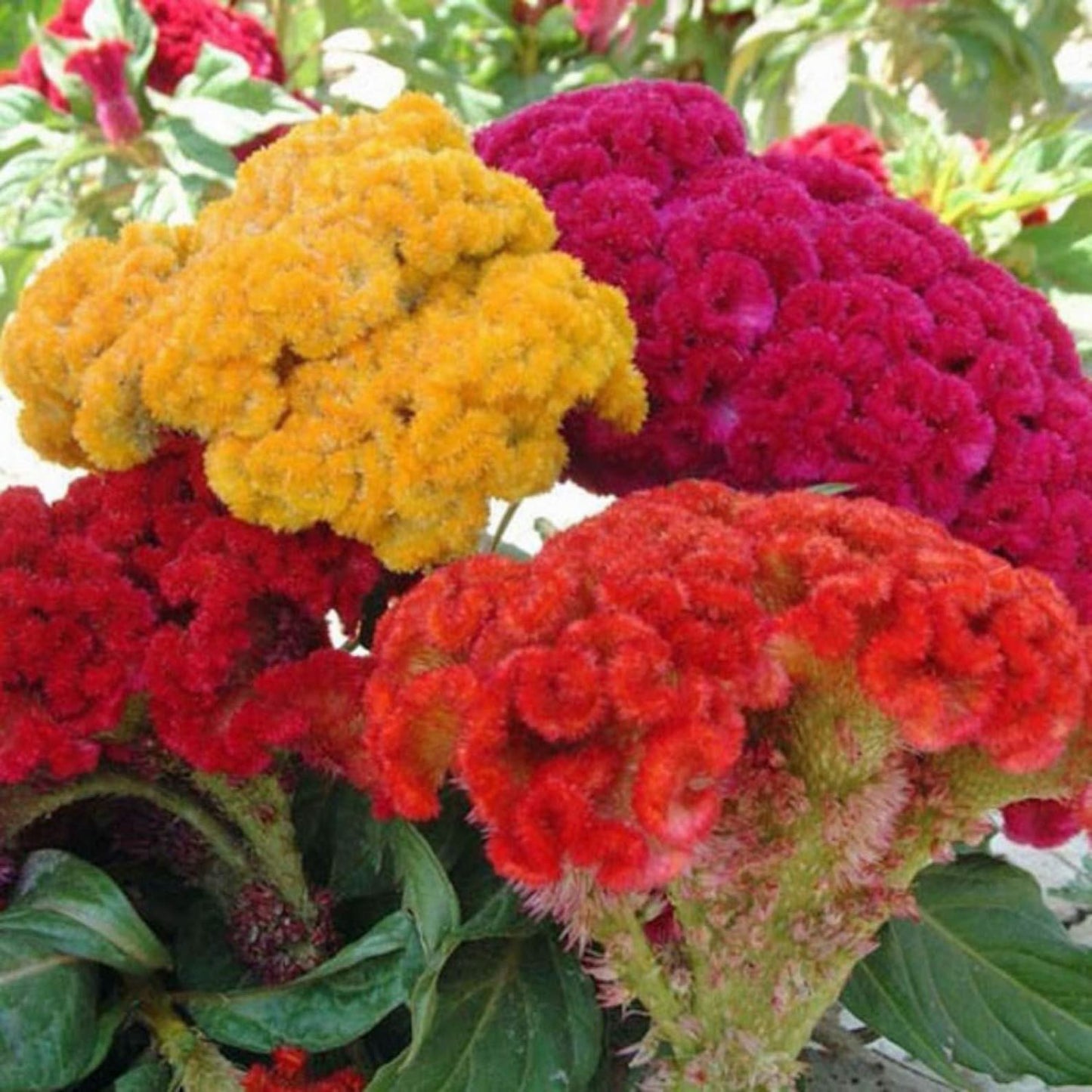 Cockscomb (گل کلغہ) - Jewel Mixed - 70+ Seeds