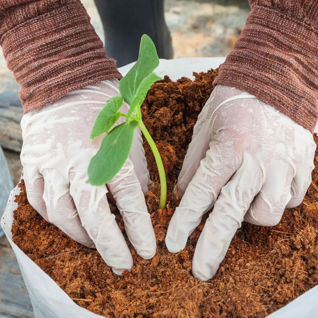 Coco Peat (Dry)
