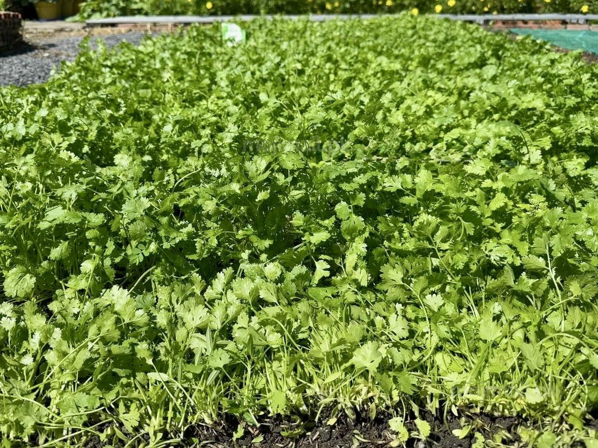 Coriander (دیسی دھنیے کے بیج) – 100g Seeds-Moji Mall