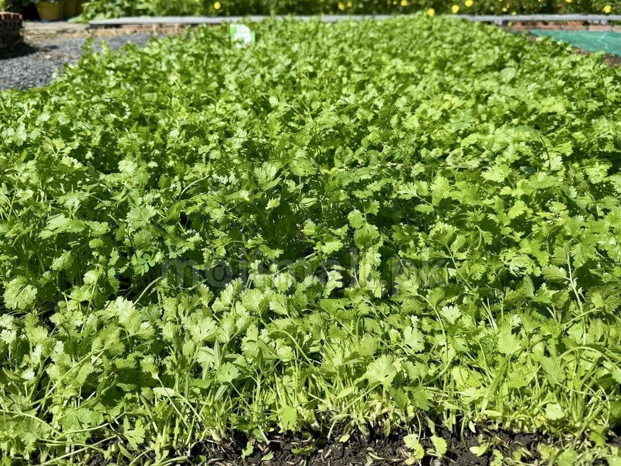 Coriander (دیسی دھنیے کے بیج) – 100g Seeds-Moji Mall