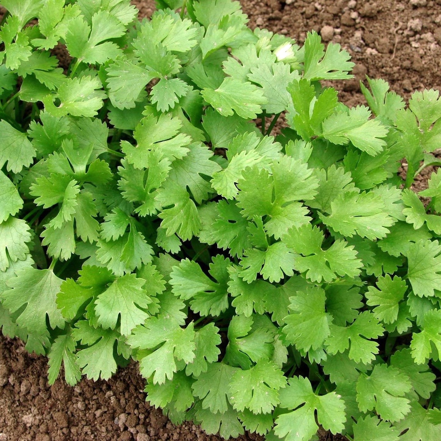 Coriander Hybrid, grown from premium hybrid seeds at Mojimall, offering fresh, aromatic leaves perfect for garnishing dishes and enhancing flavors.