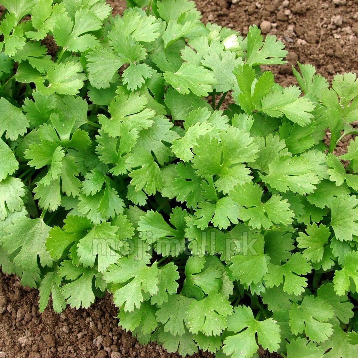 Coriander Hybrid, grown from premium hybrid seeds at Mojimall, offering fresh, aromatic leaves perfect for garnishing dishes and enhancing flavors.