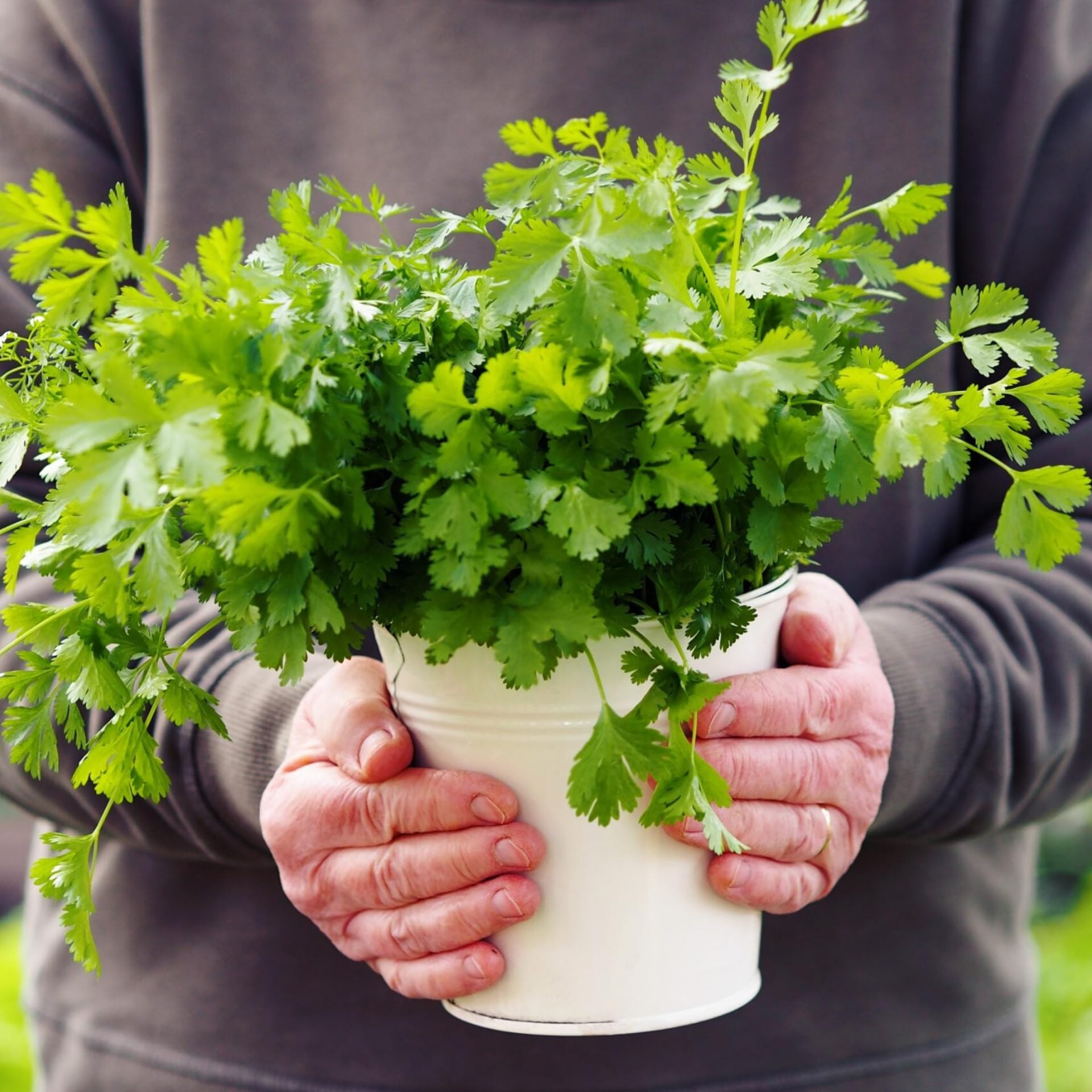 Coriander growing in a pot, cultivated from premium hybrid seeds from Mojimall, offering fresh, aromatic leaves perfect for garnishing and cooking.