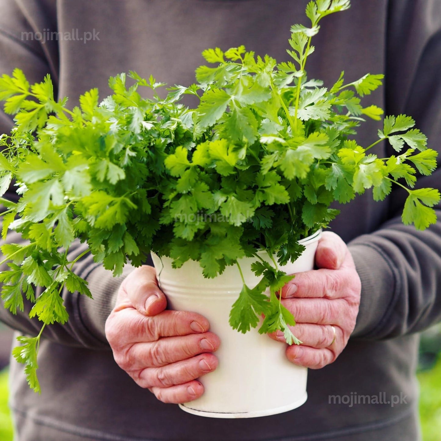 Coriander growing in a pot, cultivated from premium hybrid seeds from Mojimall, offering fresh, aromatic leaves perfect for garnishing and cooking.