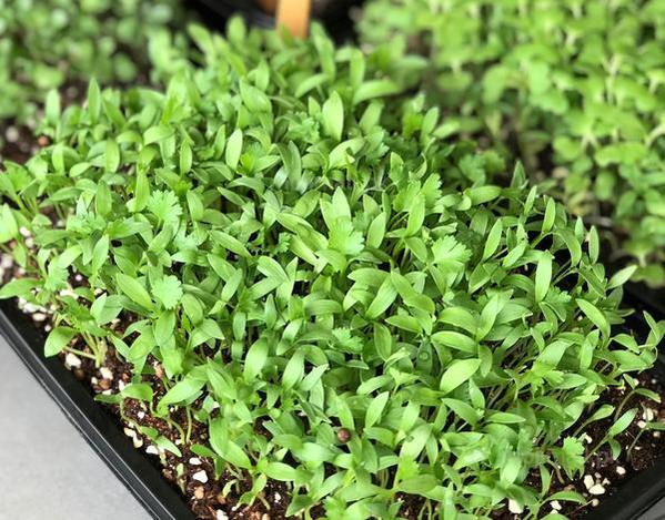 Coriander: Microgreens Seeds-Moji Mall
