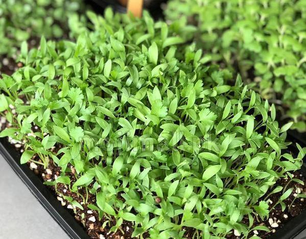 Coriander: Microgreens Seeds-Moji Mall