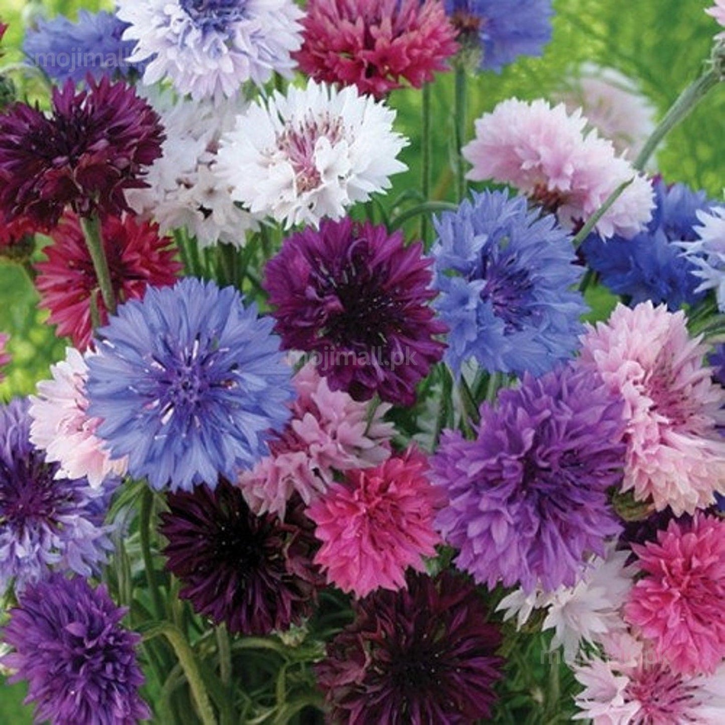 Cornflower Mix – 50+ Seeds (WINTER)-Moji Mall