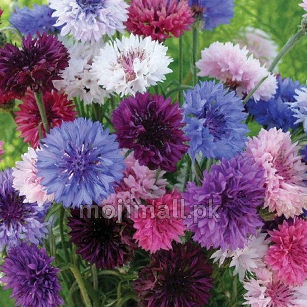 Cornflower Mix – 50+ Seeds (WINTER)-Moji Mall