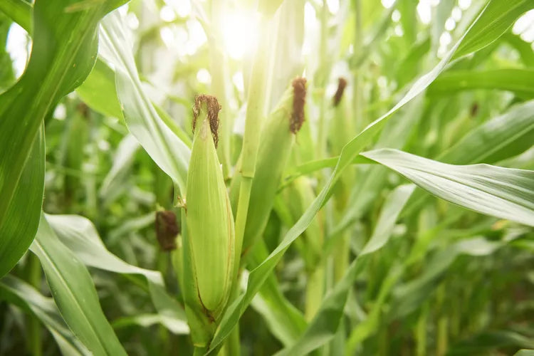 Corn cob in a field with sunlight filtering through the leaves
