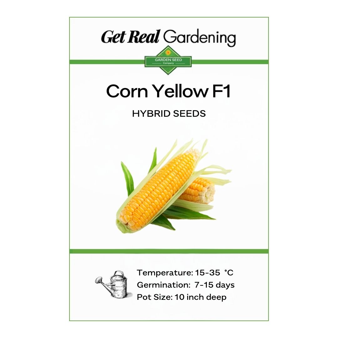 Corn Yellow – F1 Hybrid 30+ Seeds