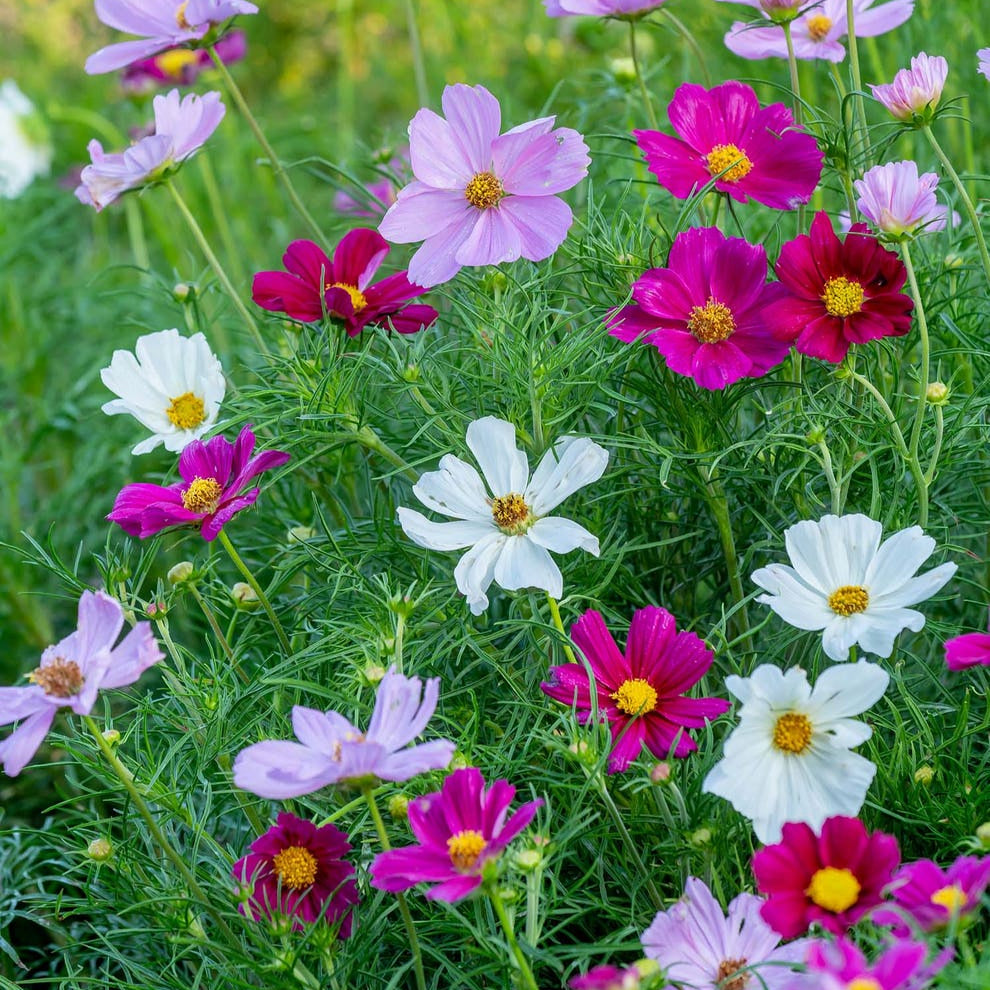 Cosmos Sensation - Mixed - Seeds