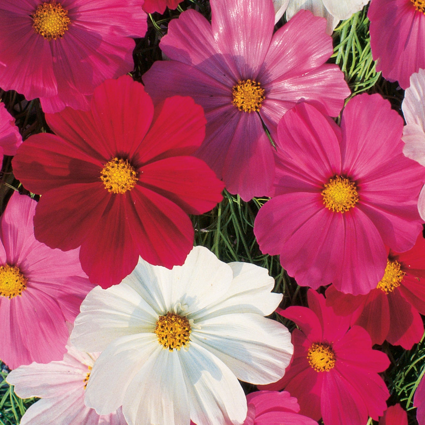 Cosmos Sensation - Mixed - Seeds