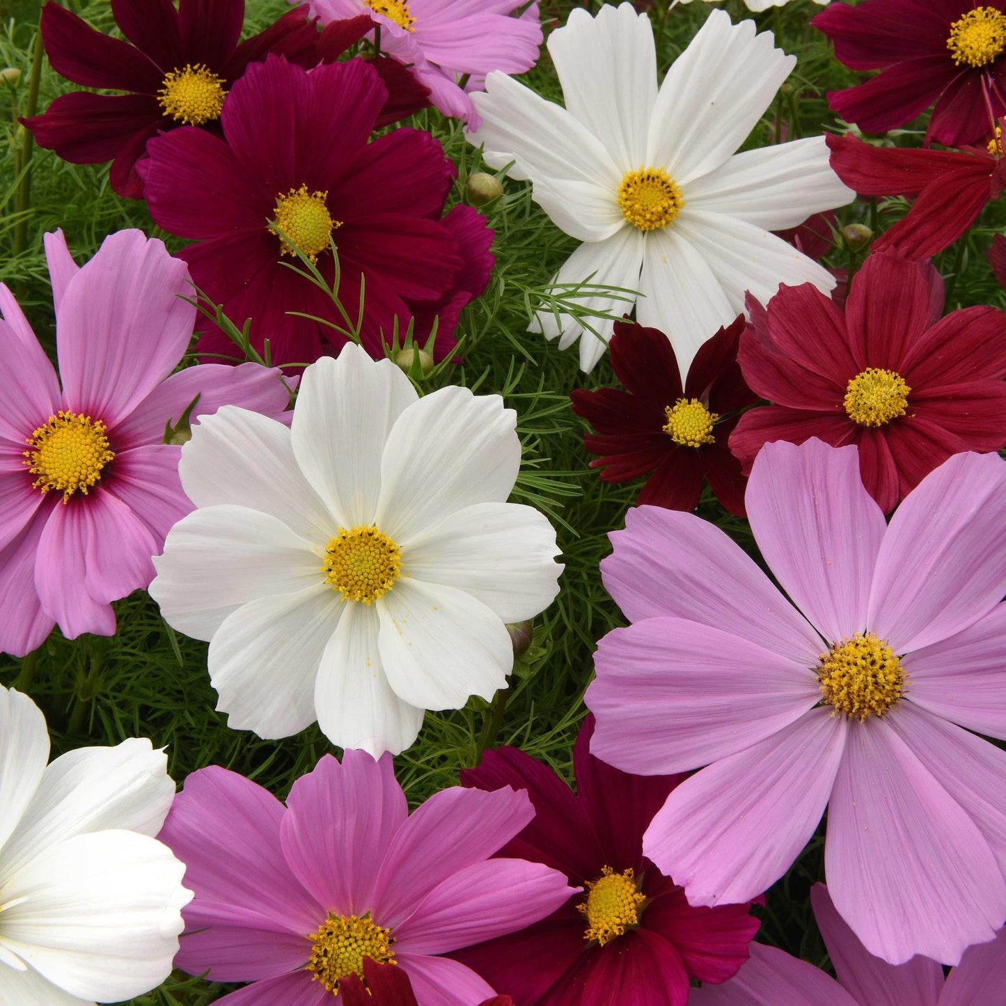 Cosmos Sensation - Mixed - Seeds