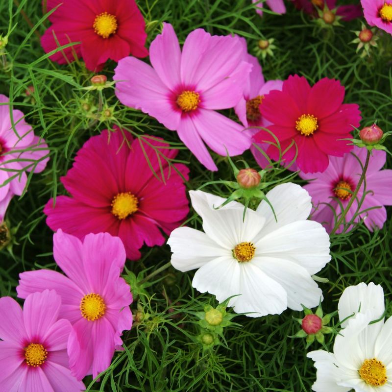 Cosmos Sensation - Mixed - Seeds