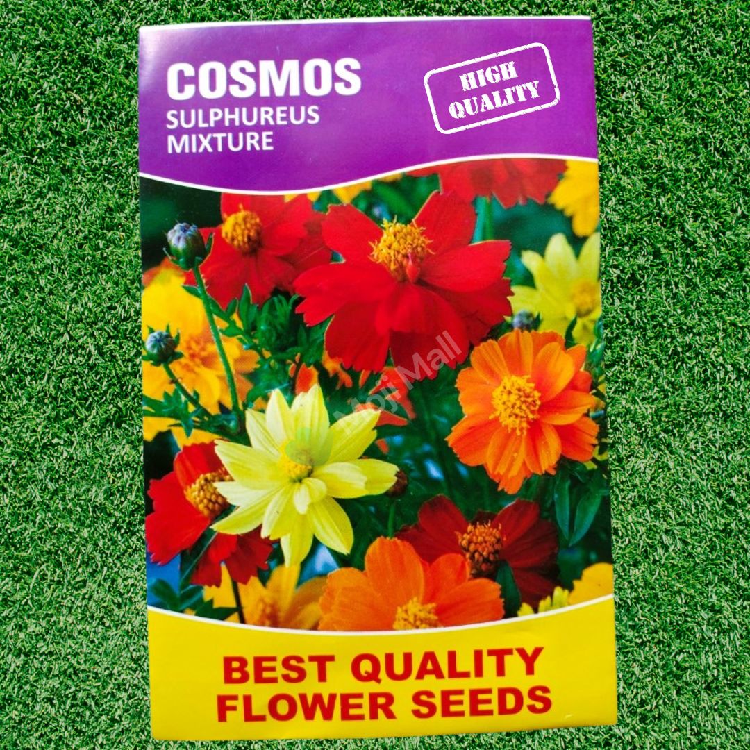 Cosmos Sulphureus Mixed - 25+ Seeds