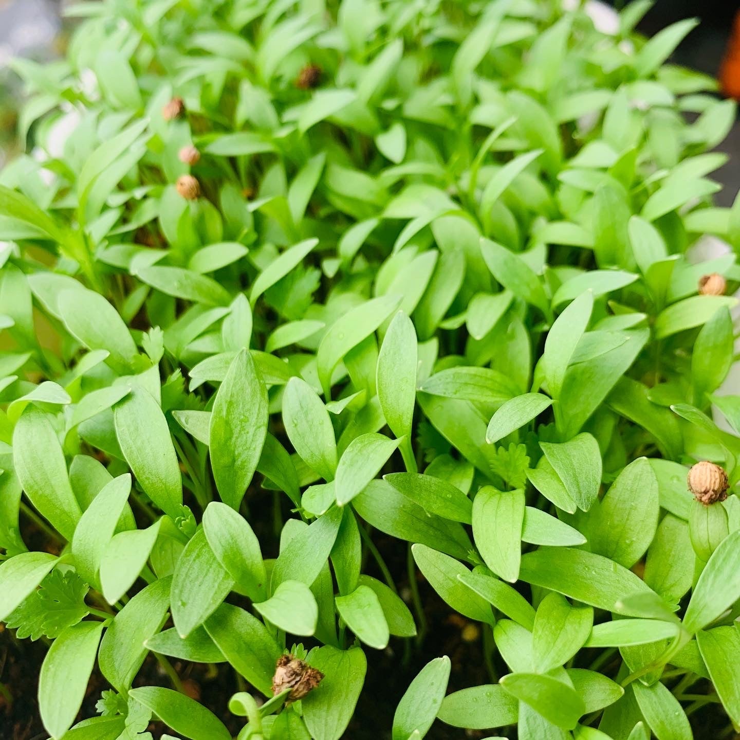 Coriander - Microgreens Seeds