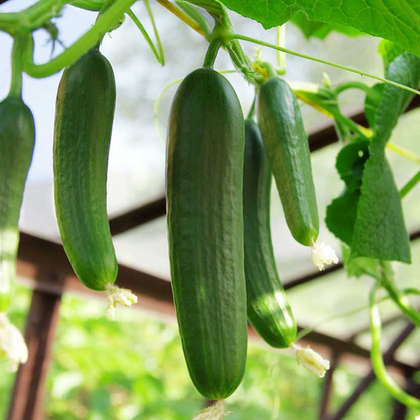 Desi cucumber growing on the plant, nurtured from high-quality seeds available at Mojimall, offering vibrant color and smooth texture.