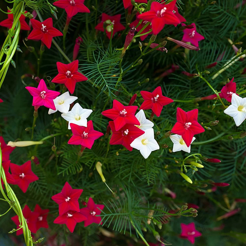 Cypress Vine Mix - 20+ Seeds
