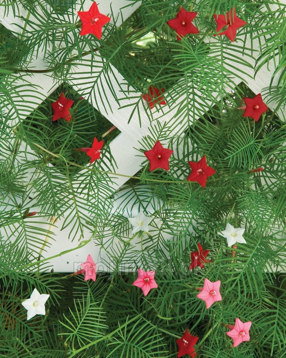 Red, pink and white star flowers amid feathery leaves illustrate Moji Mall’s Cypress Vine Mix seeds in Pakistan
