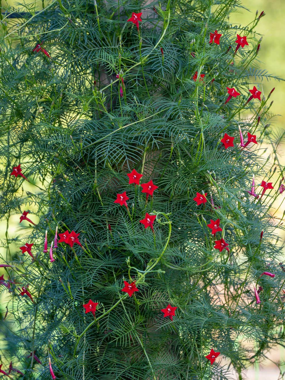 Cypress Vine Mix - 20+ Seeds