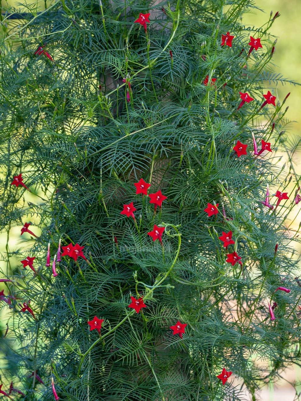 Cypress Vine Mix Seeds-Moji Mall