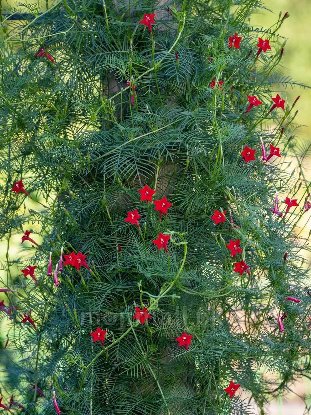 Cypress Vine Mix Seeds-Moji Mall