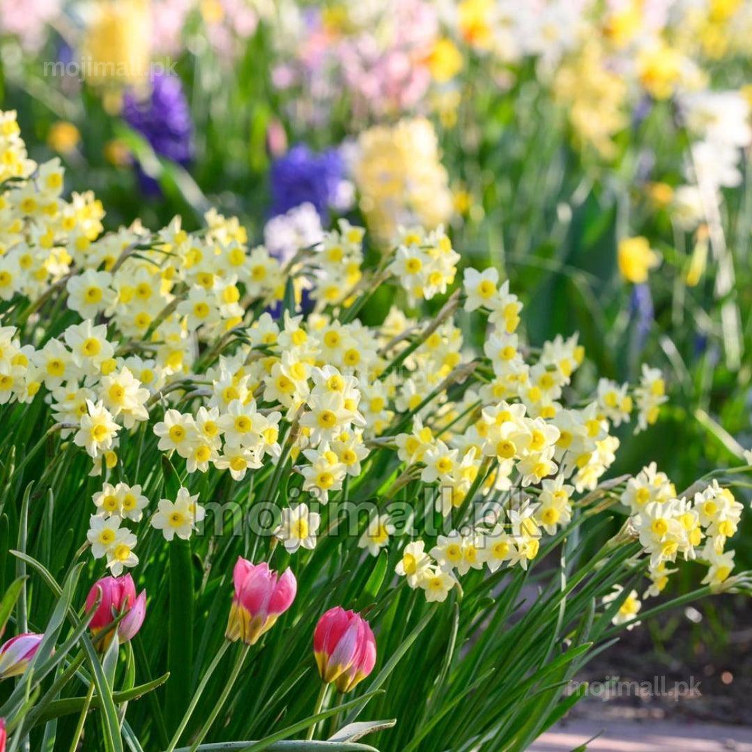 Beautiful Nargis daffodil flowers blooming in a garden from Moji Mall flower bulbs in Pakistan.